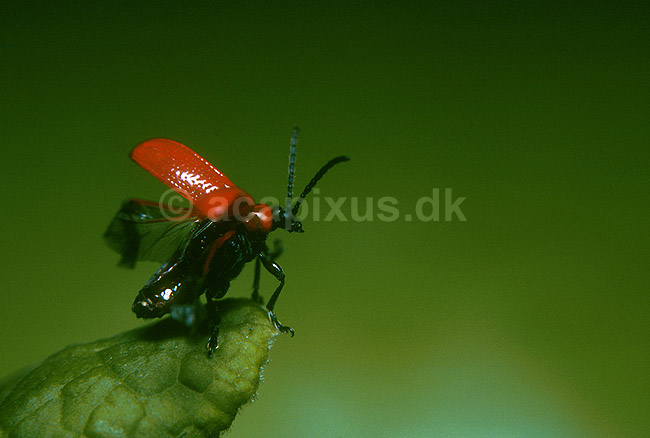 Liljebille parat til at flyve; Lilioceris lilii, Chrysomelidae; ; ; ; insekter; 