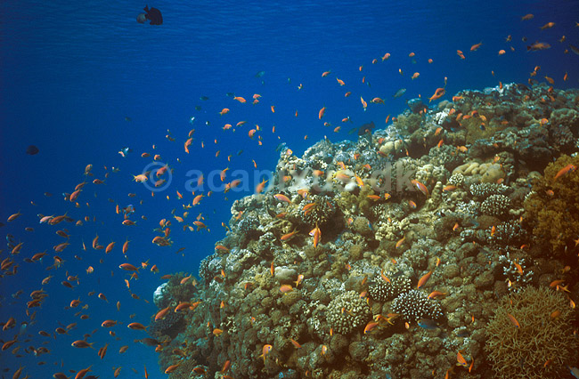 Goldfish scalefin anthias <br>Koralrev ved Coral Beach; Anthias squamipinnis, Serranidae; Red Sea / Eilat; Israel; Asien; fish; undervands