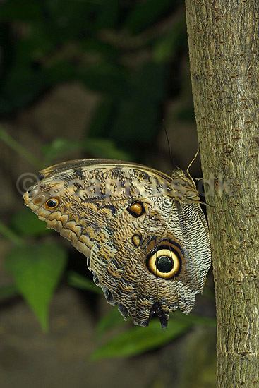 The Owl; Caligo memnon, Brassolidae; ; ; ; insekter; sommerfugle