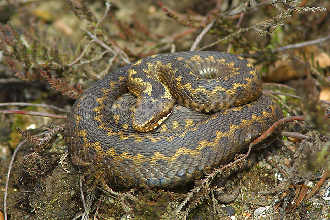 Almindelig hugorm; Vipera berus, Viperidae; ; ; ; krybdyr; hugorme slanger