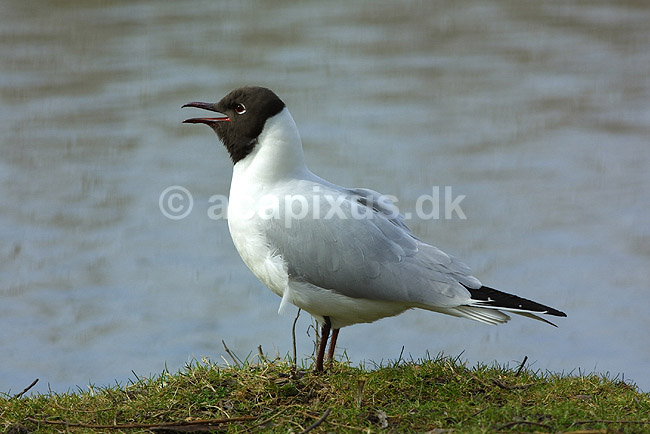 H�ttem�ge; Larus ridibundus, Laridae; ; ; ; fugle; 