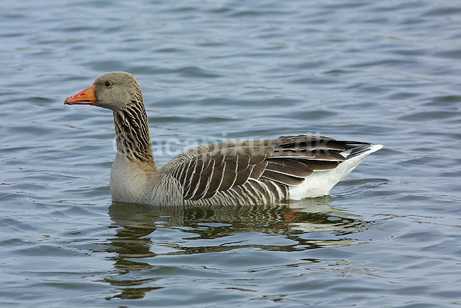 Gr�g�s p� vandet; Anser anser, Anatidae; ; ; ; fugle; g�s