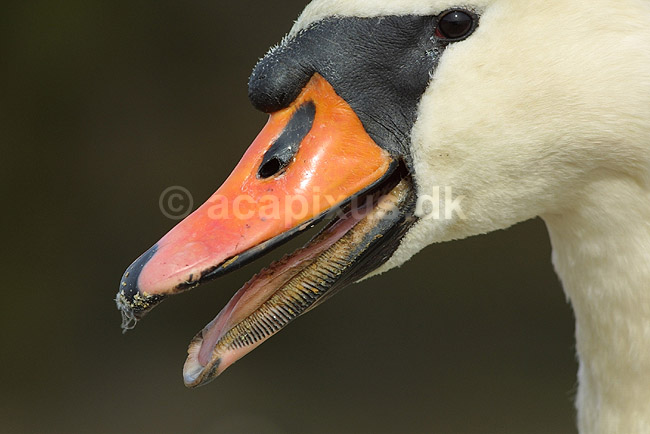 Knopsvane - close up af n�bbet; Cygnus olor, Anatidae; ; ; ; fugle; 
