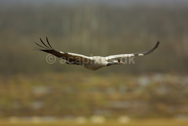 Trane flyver til dansepladsen ved Hornborga S�en; Grus grus, Gruidae; Lake Hornborga; Sverige; ; fugle; 