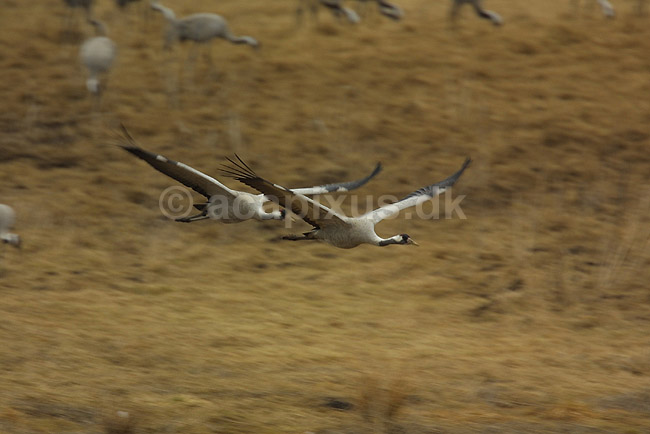 Traner flyver til dansepladsen ved Hornborga S�en; Grus grus, Gruidae; Lake Hornborga; Sverige; ; fugle; 