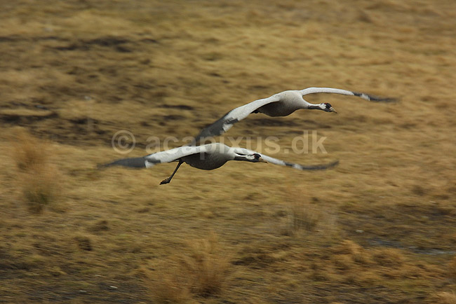 Traner flyver til dansepladsen ved Hornborga S�en; Grus grus, Gruidae; Lake Hornborga; Sverige; ; fugle; 