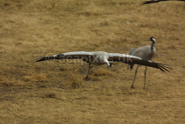 Traner flyver til dansepladsen ved Hornborga S�en; Grus grus, Gruidae; Lake Hornborga; Sverige; ; fugle; 