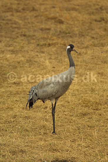 Trane i positur p� dansepladsen ved Hornborga S�en; Grus grus, Gruidae; Lake Hornborga; Sverige; ; fugle; 