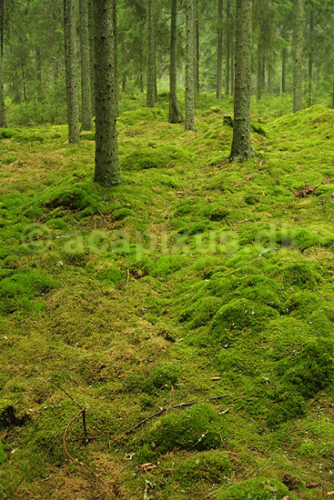 Mosbevokset skovbund i n�leskov; ; ; Sverige; ; planter; 