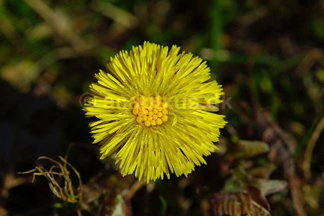 F�lfod; Tussilago farfara, Compositae; ; ; ; planter; blomster