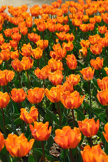 Tulipaner; Tulipa spec.; ; ; ; planter; blomster haver