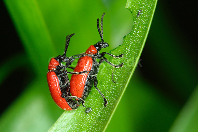 Liljebiller under parring; Lilioceris lilii, Chrysomelidae; ; ; ; insekter; reproduktion sex