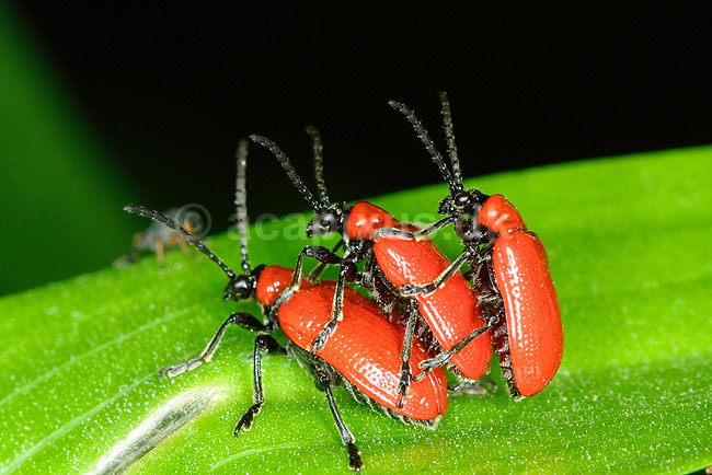 Liljebiller under parring; Lilioceris lilii, Chrysomelidae; ; ; ; insekter; reproduktion sex