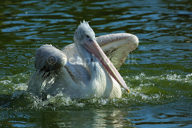 Pelikan vasker fjerdragten; Pelecanus spec, Pelecanidae; ; ; ; fugle; 