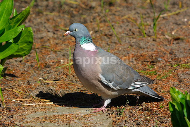 Ringdue; Columba palumbus, Columbidae; ; ; ; fugle; 