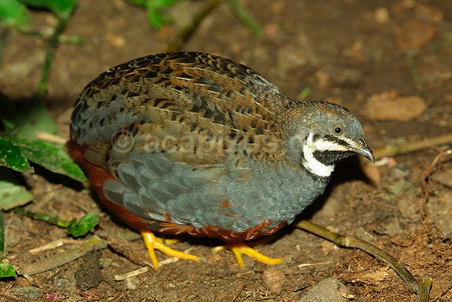 Dv�rgvagtel; Coturnix spec, Phasianidae; ; ; ; fugle; 