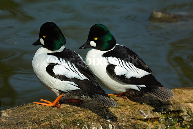 Hvinand; Bucephala clangula, Anatidae; ; ; ; fugle; 