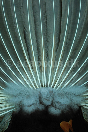 Indisk p�fugl - gumpen set bagfra; Pavo cristatus, Phasianidae; ; ; ; fugle; signaler