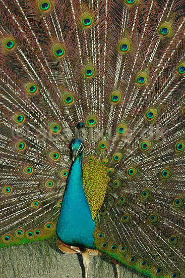 Indisk p�fugl; Pavo cristatus, Phasianidae; ; ; ; fugle; signaler