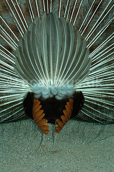 Indisk p�fugl - gumpen set bagfra; Pavo cristatus, Phasianidae; ; ; ; fugle; signaler
