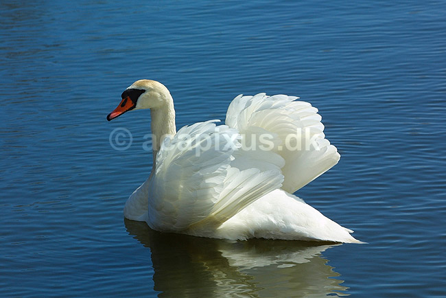 Knopsvane; Cygnus olor, Anatidae; ; ; ; fugle; 