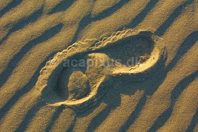 Fodspor p� stranden ved Uggerby Strand i Nordjylland; ; ; Danmark; ; ; 