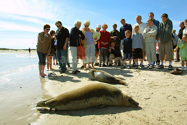Turister iagtager s�ler, der raster p� Grenen; ; ; Danmark; ; ; 