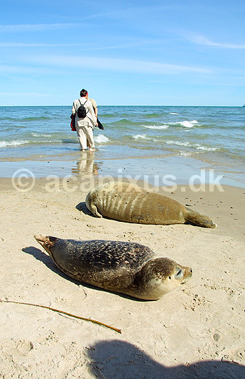 Turister iagtager s�ler, der raster p� Grenen; ; ; Danmark; ; ; 