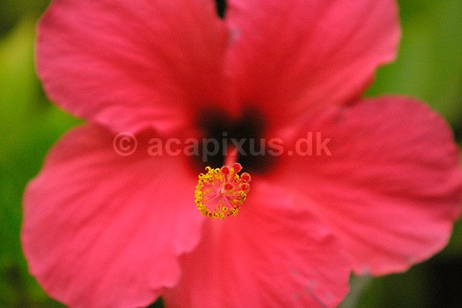 Hibiscusblomst; Hibiscus spec.; ; ; ; planter; 