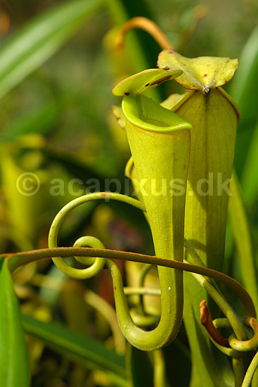 Madagaskar Kandeb�rer (Pitcher plant); Nepenthes madagascariensis; Near Toalagnaro; Madagaskar; Afrika; planter; 