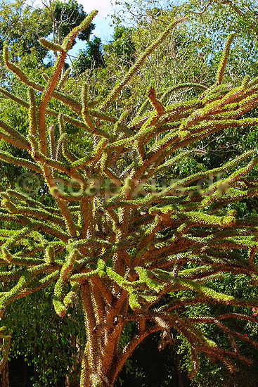 Octopus tree fra Madagaskars Spiny Forrest; ; Berenty; Madagaskar; Afrika; planter; 