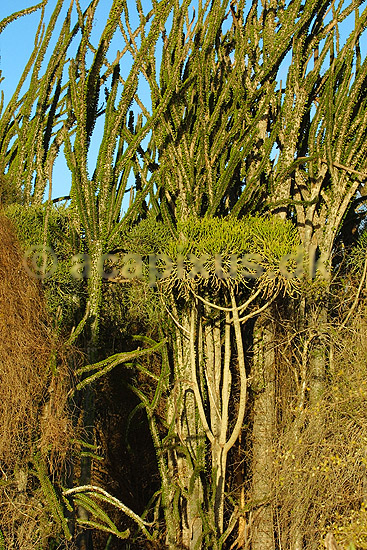 Madagaskars Spiny Forrest; ; Berenty; Madagaskar; Afrika; planter; 