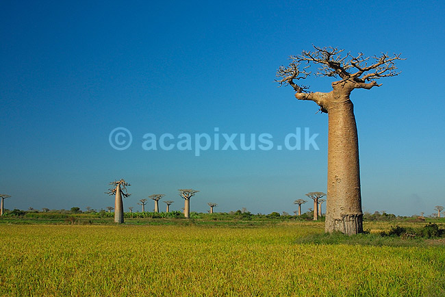 Baobabtr�er n�r Avenue de Baobab; Adansonia; Morondava; Madagaskar; Afrika; planter; 