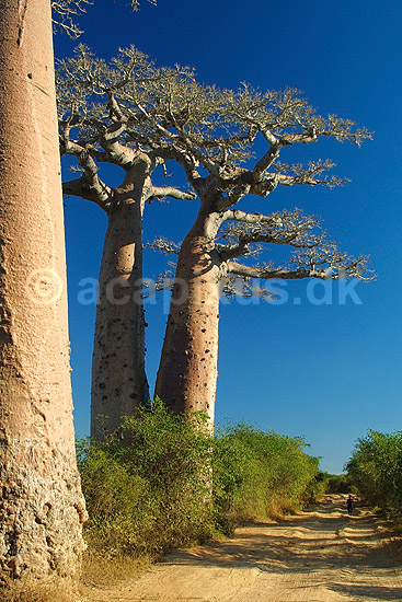 Baobabtr�er n�r Avenue de Baobab; Adansonia; Morondava; Madagaskar; Afrika; planter; 