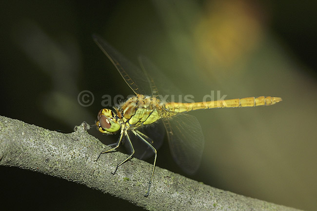 Blodr�d libel, hun; Sympetrum sanguineum, Libellulidae; B�llemosen / J�gersborg Hegn / Sj�lland; Danmark; ; insekter; 