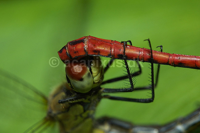Blodr�d libel. Parring; Sympetrum sanguineum, Libellulidae; B�llemosen / J�gersborg Hegn / Sj�lland; Danmark; ; insekter; 