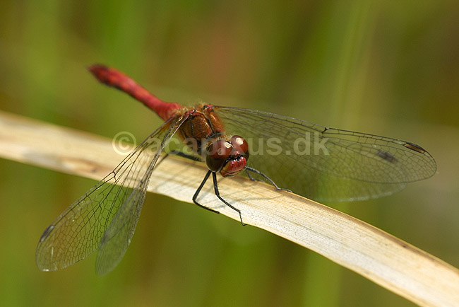Blodr�d libel; Sympetrum sanguineum, Libellulidae; B�llemosen / J�gersborg Hegn / Sj�lland; Danmark; ; insekter; 