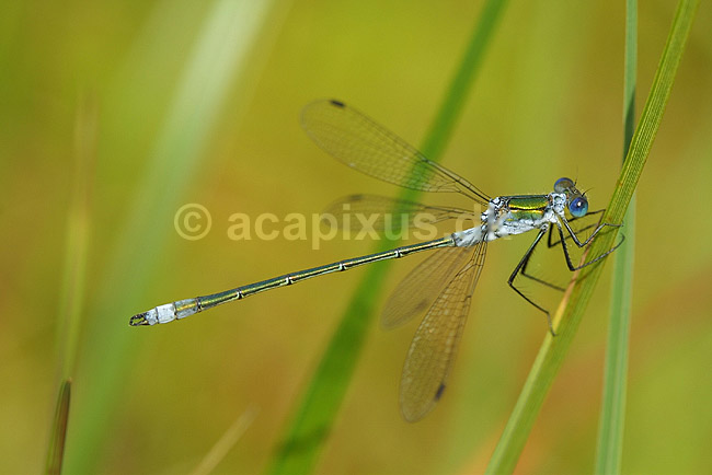 Kobberglinsende vandnymfe; Lestes sponsa, Zygoptera; B�llemosen / J�gersborg Hegn / Sj�lland; Danmark; ; insekter; 