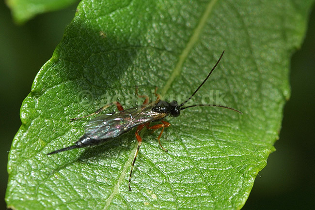 Tr�hveps; Xiphydria camelus, Siricidae; F�rup / Nordjylland; Danmark; ; insekter; 
