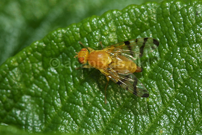 B�ndflue; Tephritidae; F�rup / Nordjylland; Danmark; ; insekter; 