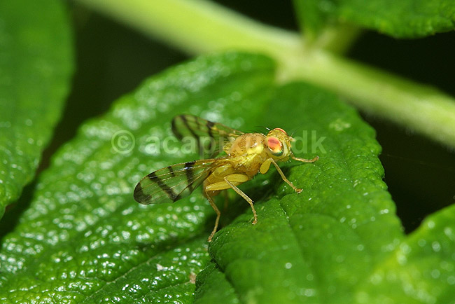 B�ndflue; Tephritidae; F�rup / Nordjylland; Danmark; ; insekter; 