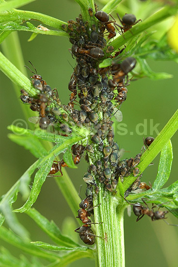 Myrer passer koloni af bladlus; ; F�rup / Nordjylland; Danmark; ; insekter; 