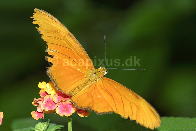 Sommerfugl; Dryas julia, Heliconidae; Tropehuset / Zoologisk Have / K�benhavn; ; ; insekter; 