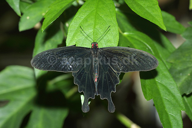 Sommerfugl, svalehale; Papilio spec; Tropehuset / Zoologisk Have / K�benhavn; ; ; insekter; 