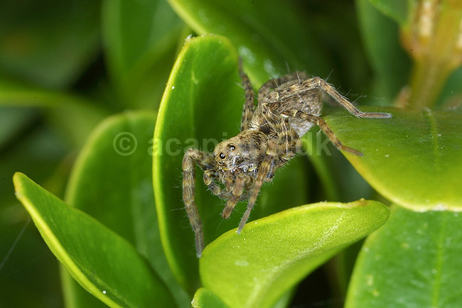 Jagtedderkop; Lycosidae; KVLs have, K�benhavn; ; ; spindlere; 