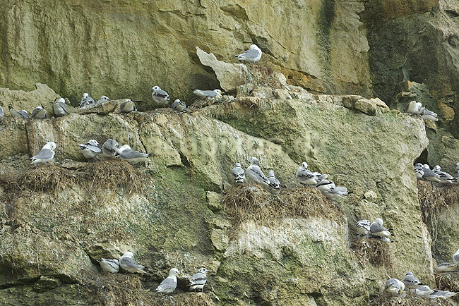 Rider p� ridekolonien p� Bulbjerg; Rissa tridactyla, Laridae; Bulbjerg / Nordjylland; ; ; fugle; 