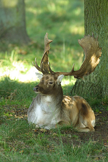 D�dyr, hjort der hviler ud i lund under brunstperioden; Dama dama, Cervidae; J�gersborg Dyrehave / Sj�lland; Danmark; ; pattedyr; 
