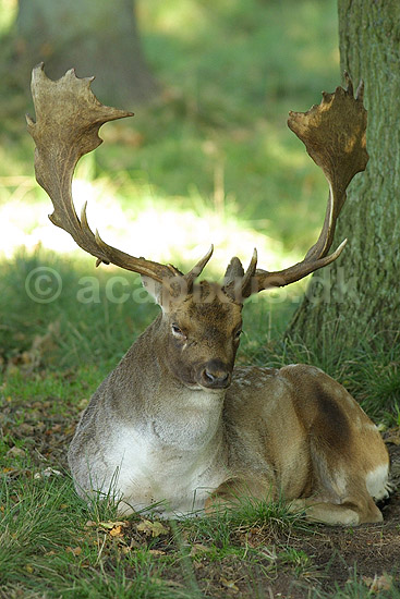 D�dyr, hjort der hviler ud i lund under brunstperioden; Dama dama, Cervidae; J�gersborg Dyrehave / Sj�lland; Danmark; ; pattedyr; 