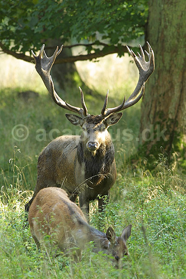 Kronhjort med hind; Cervus elaphus, Cervidae; J�gersborg Dyrehave / Sj�lland; Danmark; ; pattedyr; 