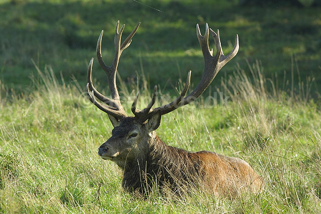 Kronhjort; Cervus elaphus, Cervidae; J�gersborg Dyrehave / Sj�lland; Danmark; ; pattedyr; 